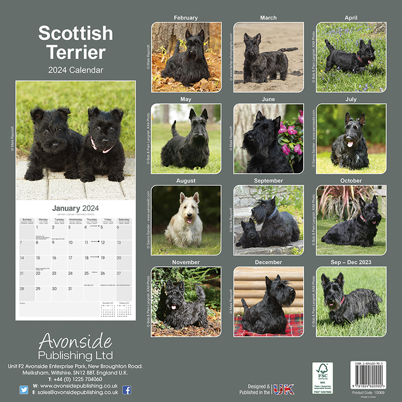 Scottish Terrier Calendar 2024 (Square) Dogs Naturally